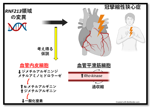 冠攣縮性狭心症の遺伝子解析で同定された領域から考え得る病態の図