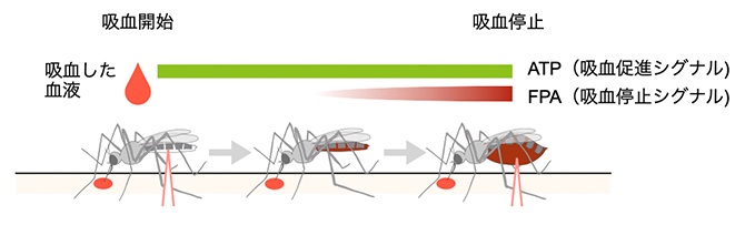 吸血の進行とともに蚊の体内で蓄積される吸血停止シグナルFPAの図