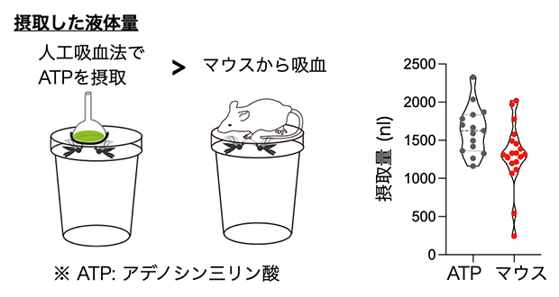 ATP溶液とマウス血液を吸血した際の摂取量の比較の図