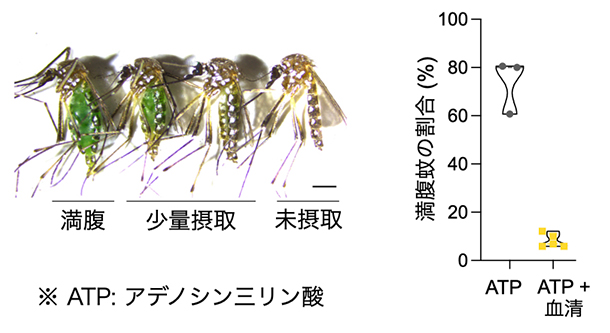 ATP溶液に血清を添加したときの満腹蚊の割合の図