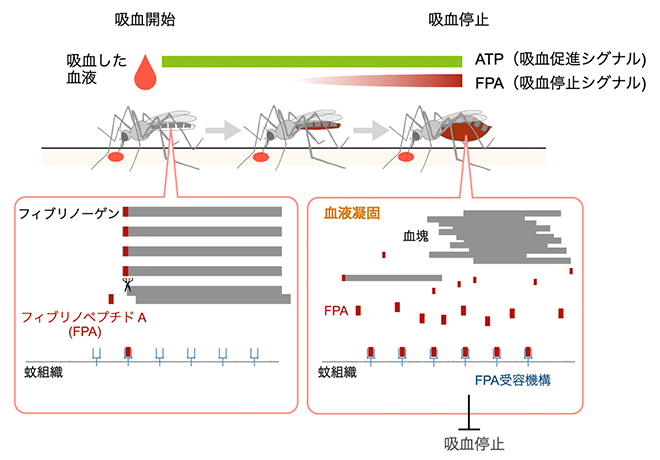 本研究から示唆される蚊の吸血停止行動の図