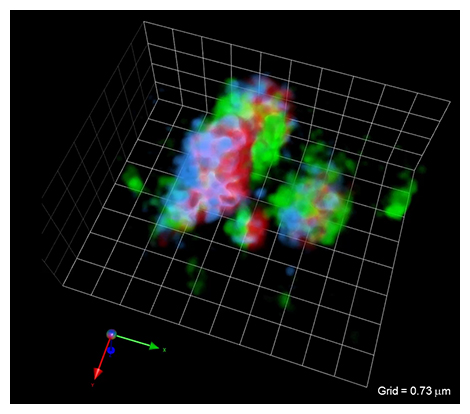 細胞小器官（ゴルジ体）の3次元像の図