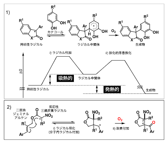 ラジカルの吸熱的／発熱的連続反応を基盤とする酸化的分子変換の図