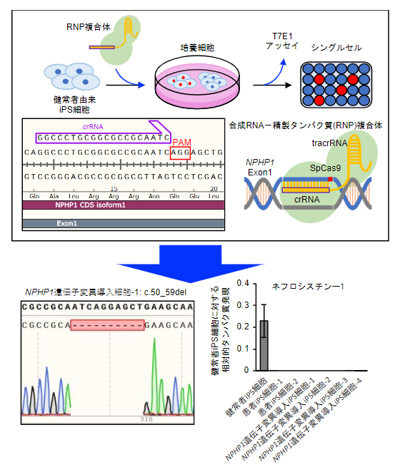 健常者由来iPS細胞からのNPHP1遺伝子変異導入iPS細胞の作製の図