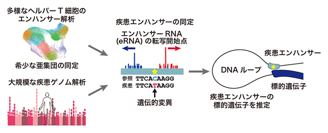 エンハンサーを起点とした免疫疾患発症メカニズムの解明の図