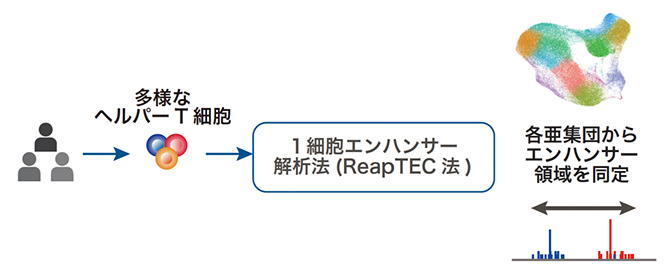 ヘルパーT細胞エンハンサー活性地図の作成の図
