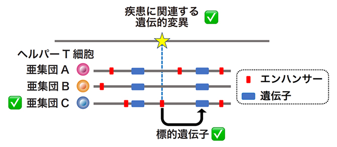 エンハンサーを介した免疫疾患の分子・細胞メカニズムの解析の図