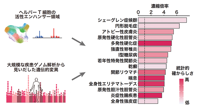ヘルパーT細胞のエンハンサー領域と大規模な疾患ゲノム解析との統合解析の図