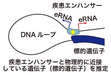 疾患エンハンサーの標的遺伝子同定の図