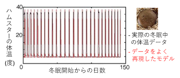 冬眠中のシリアンハムスター（右上写真）の体温変動とそれを再現した数理モデルの時系列の図