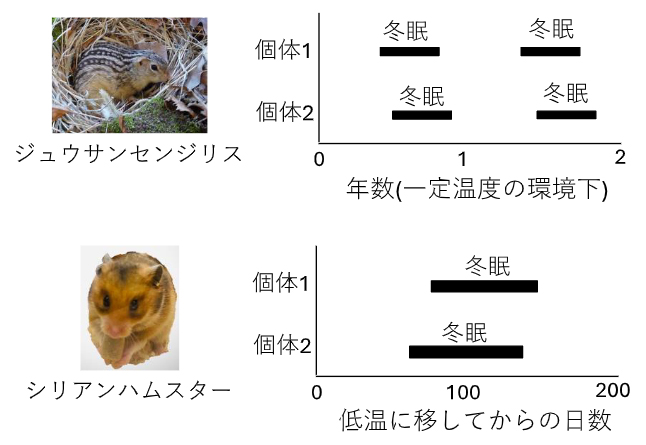 義務的冬眠動物と条件的冬眠動物の図