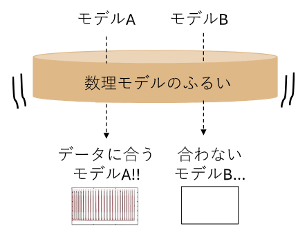 計算機を用いた実験データを再現する数理モデルの探索の図