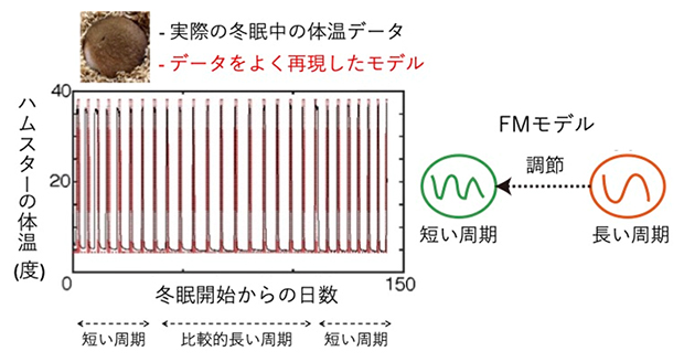冬眠中のシリアンハムスターの体温とそれを再現する数理モデルの図