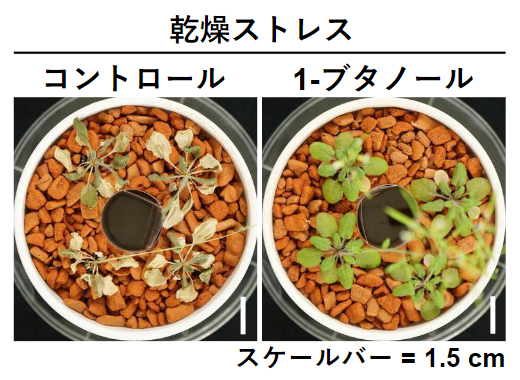 シロイヌナズナにおける1-ブタノール投与による乾燥ストレス耐性の向上の図