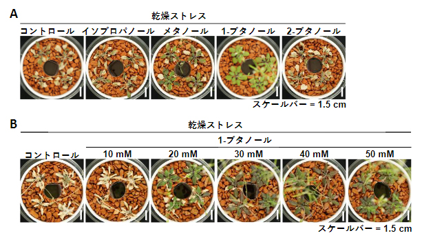 1-ブタノールによる乾燥ストレス耐性強化の図
