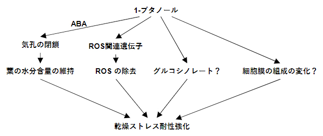 シロイヌナズナにおける1-ブタノール投与による乾燥ストレス耐性強化のメカニズムの図