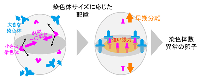 小さな染色体の紡錘体内部への動きによって高まる、染色体分配異常のリスクの図