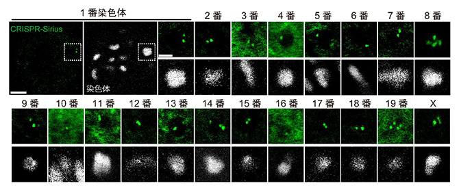 CRISPR-Siriusによる染色体の同定の図