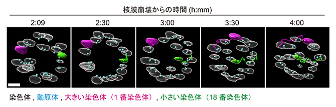 小さな染色体の紡錘体内側へ向かう動きの図