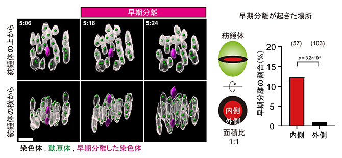 老化した卵母細胞で染色体の早期分離が起こる場所の図