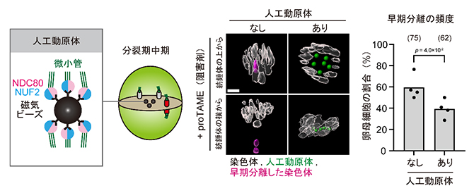 人工動原体ビーズによる早期分離の抑制の図