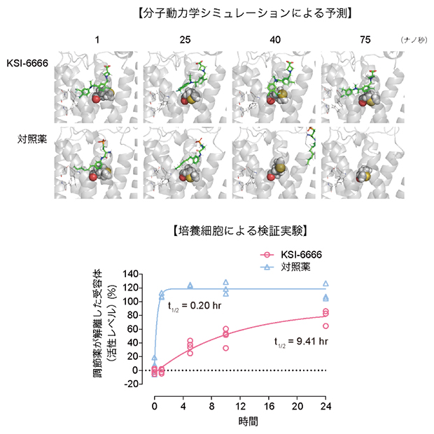 KSI-6666がS1PR1から解離するシミュレーションと検証実験の図