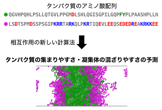 アミノ酸配列に基づくタンパク質凝集の予測理論の図