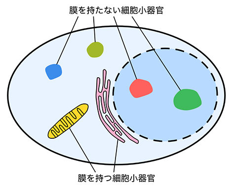 膜を持つ細胞小器官と膜を持たない細胞小器官の図