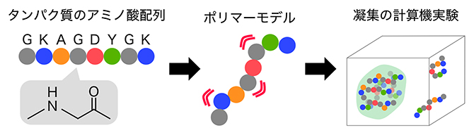 タンパク質のアミノ酸配列とポリマーモデルの図
