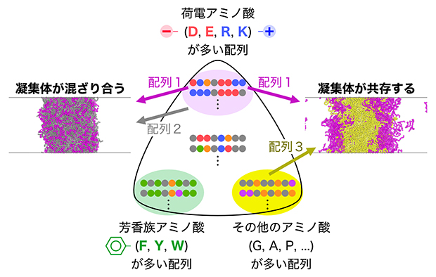 凝集体の混ざりやすさを決めている配列のルールの図