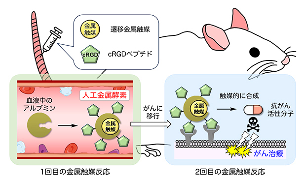 血液中のアルブミンを用いた人工金属酵素の合成とがん選択的な治療の概略図の画像