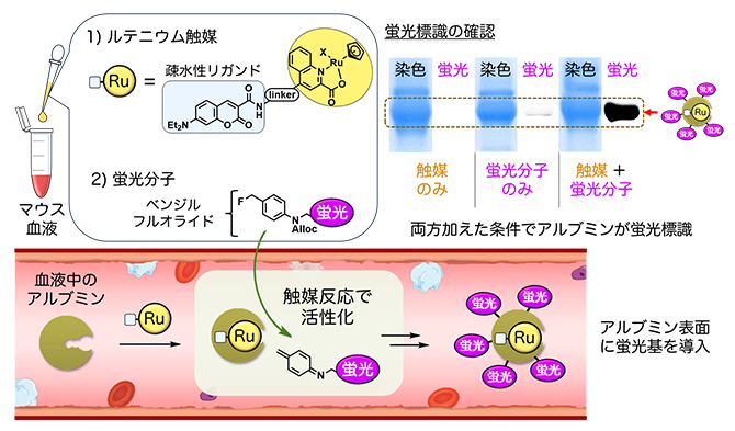 ルテニウム触媒とベンジルフルオライドを用いた血中アルブミンの蛍光標識の図
