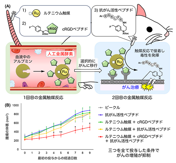 SW620がんを移植したゼノグラフトモデルマウスを用いたがん治療の図