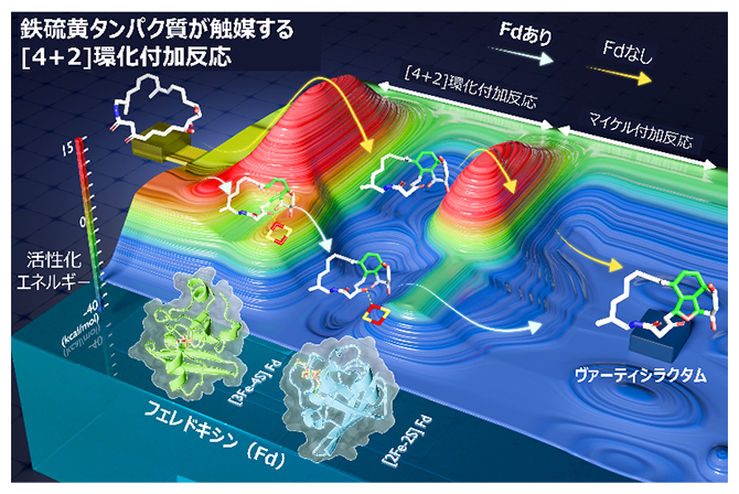 鉄硫黄タンパク質がルイス酸として[4+2]環化付加反応を触媒の図