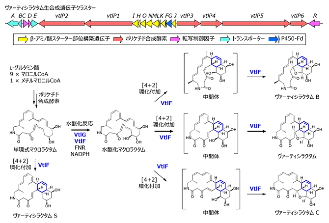 VTL生合成経路の解明の図