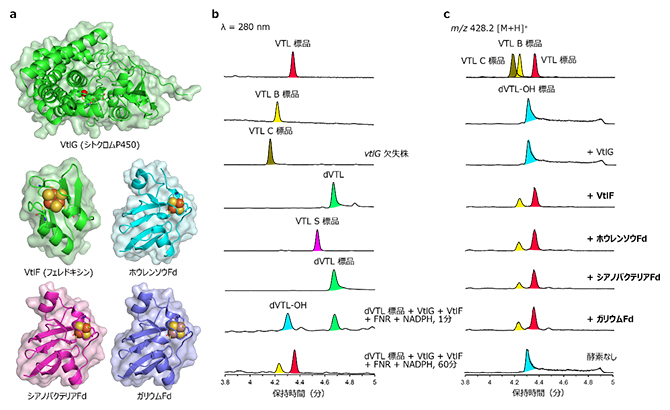 VtlGとVtlFの酵素反応解析の図