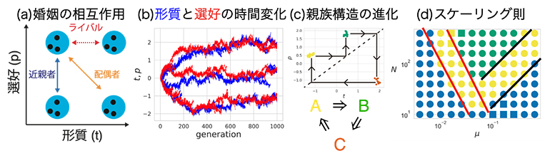 親族構造の進化シミュレーションの模式図の画像