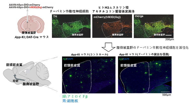 化学遺伝学的アプローチによるドーパミンのAβ蓄積に対する効果の図