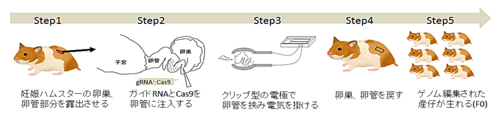 卵管内ゲノム編集法によるやせ型糖尿病モデルハムスターの作出の図