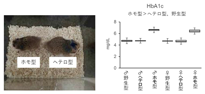 ホモ型KOハムスターの体重減少とHbA1cの高値の図