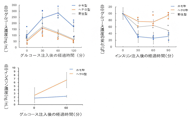 体内のブドウ糖代謝試験の図