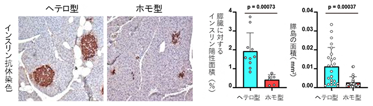 KOハムスターの膵臓のインスリン分泌細胞の観察の図