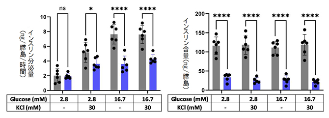 膵島のインスリン分泌および含有量試験の図