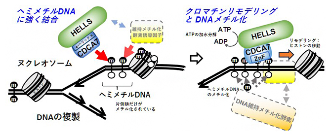 HELLS-CDCA7によるDNAメチル化制御の仕組みの図