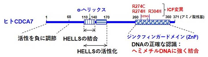 ヒト由来CDCA7タンパク質の機能の図