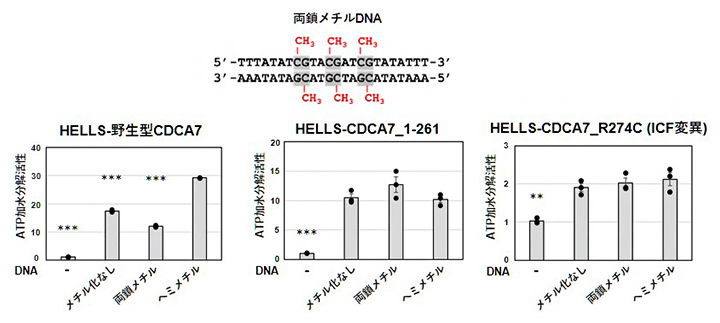 各種HELLS-CDCA7のATP加水分解活性に及ぼす各種DNAの影響の図