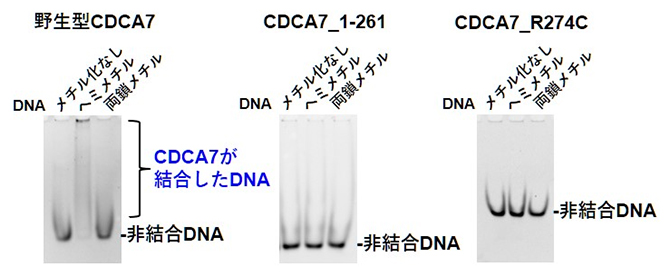 各種CDCA7の、各種DNAへの結合の図