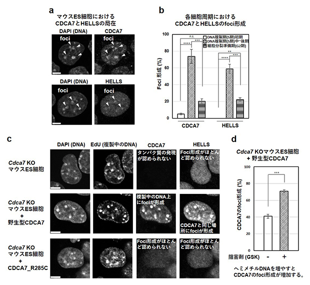 マウスES細胞におけるCDCA7、HELLSの局在の図