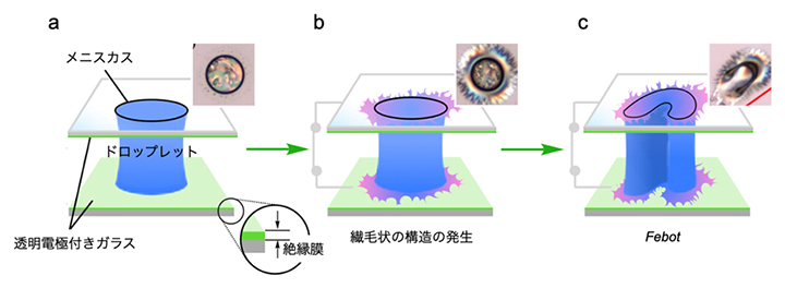 実験で用いたドロップレットの模式図と電場印加時の状態推移の図