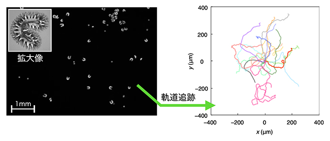 集団運動するFebotの像と軌道追跡による運動の可視化の図